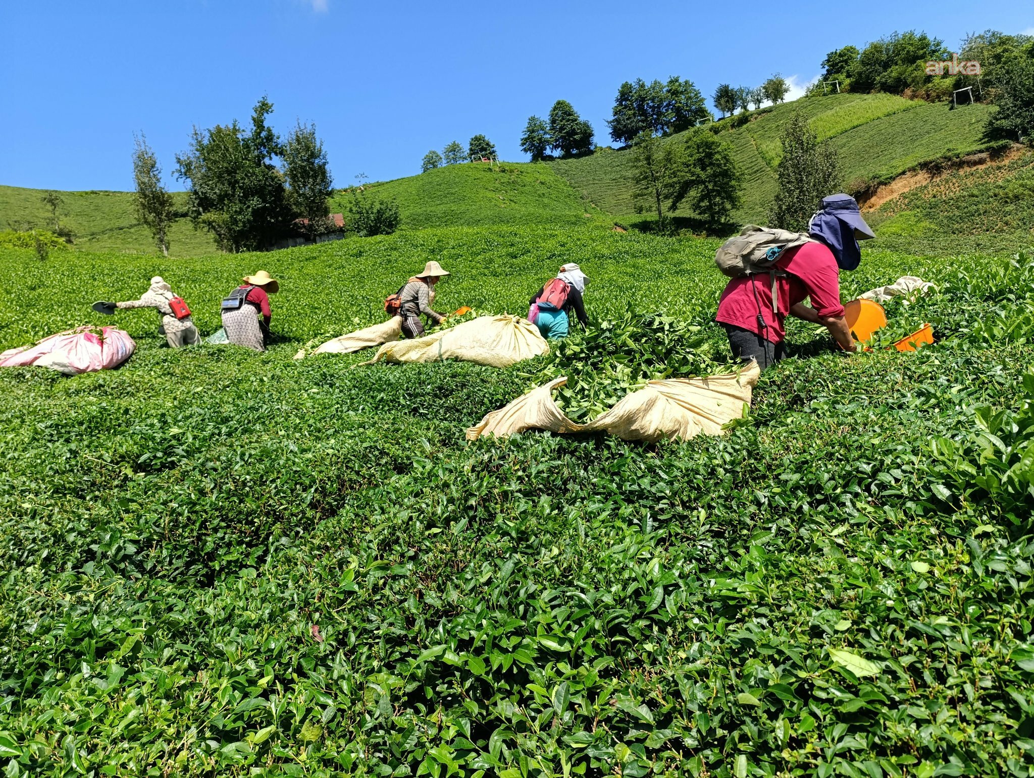 Rize Ziraat Odası Başkanı Arslan’dan üreticilere çağrı: Çay toplamaya ara verelim